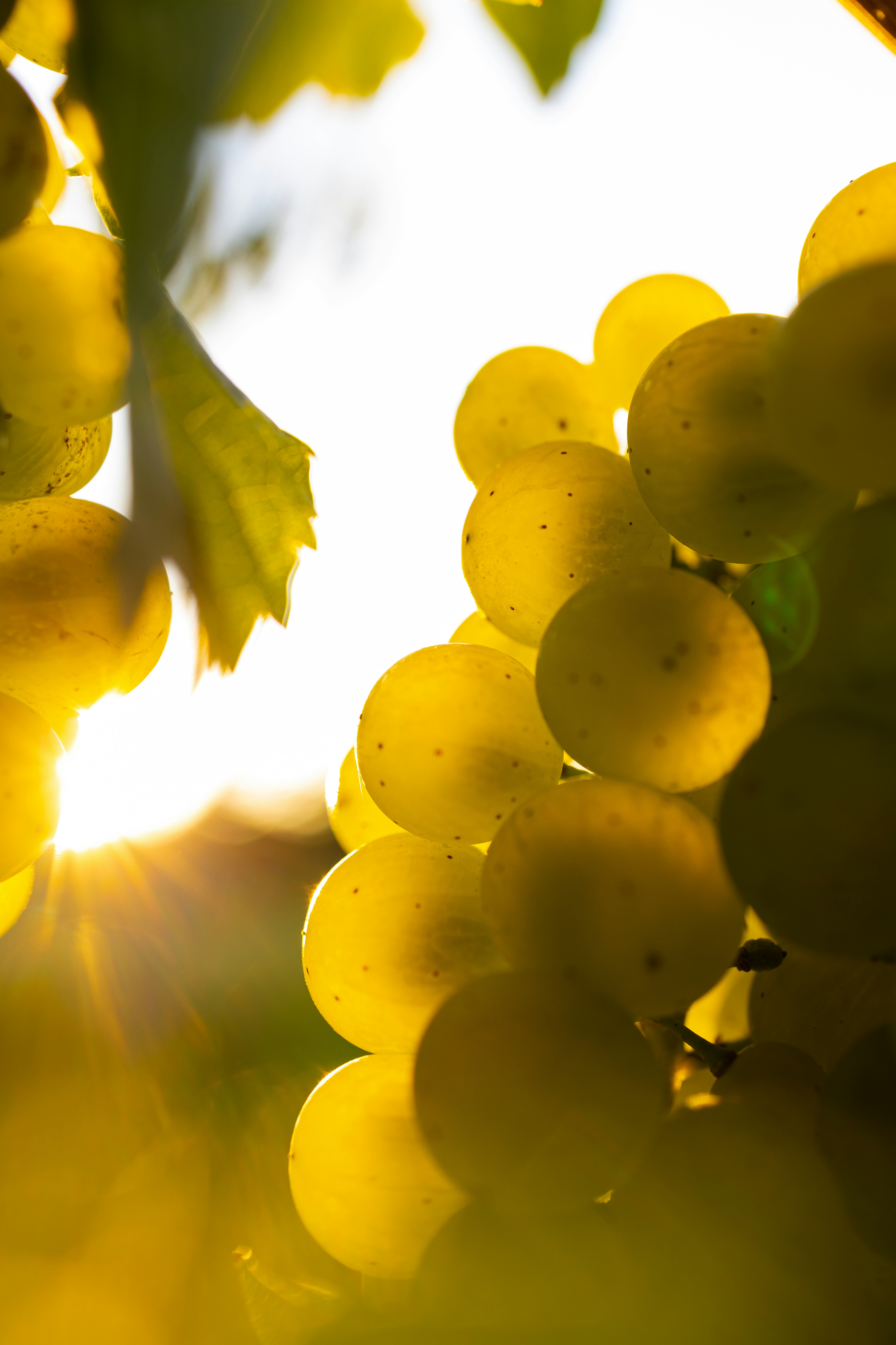 Sugar in White wine grapes