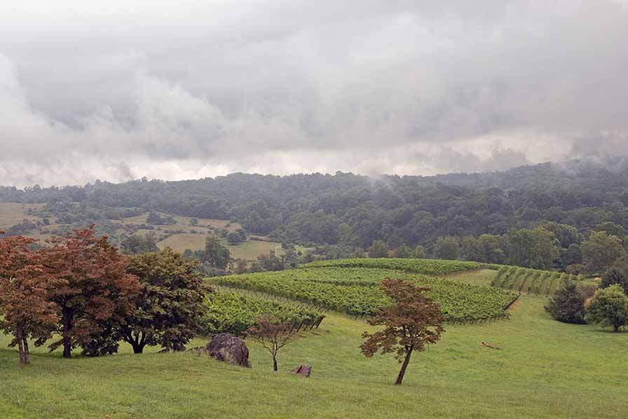 Hardscrabble Vineyard, view from the terrace, Summer 2017